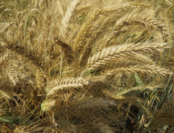 Őszi borsó - Aviron