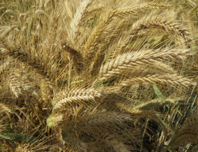 Őszi borsó - Aviron