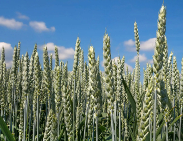 Őszi búza - Tiberius