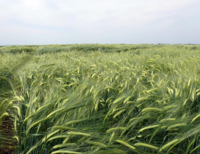 Őszi árpa - Gk Judy