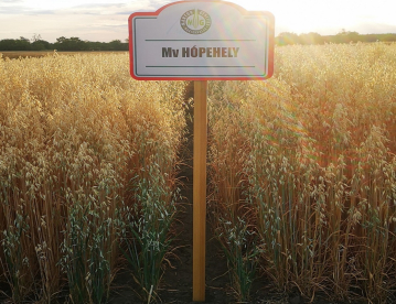 Őszi zab - Mv Hópehely