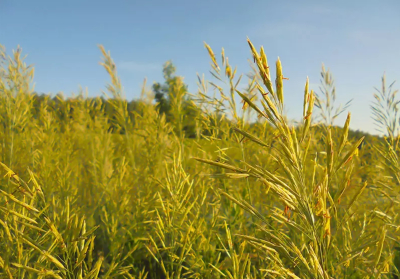 Nádképű csenkesz - Manitou