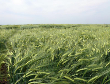 Őszi árpa - Gk Judy