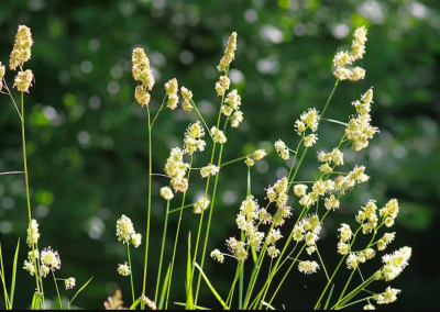 Csomós ebír - Loke