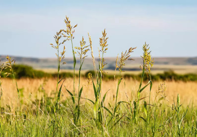Réti csenkesz - Conartica