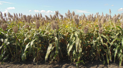 Szemescirok - Farmsurgo 180