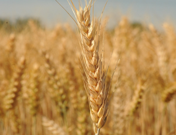 Őszi búza - Mv Nemere