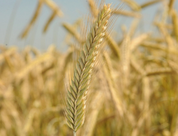Őszi rozs - Dankowskie Diamant
