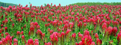 Bíborhere - Kardinal