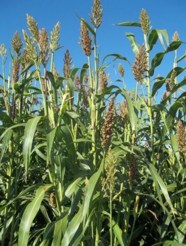 Silócirok - Gk Erik