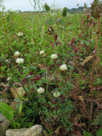 Alexandriai here - Tigri