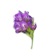 Fedezze fel 2025-ös lucerna kínálatunkat!