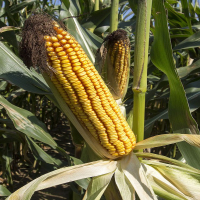 Milyen hibridkukoricát válasszunk?