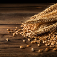 Zab vetőmag kínálatunk az őszi szezonra