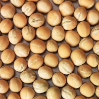 Milyen őszi borsó vetőmagot vásároljunk?