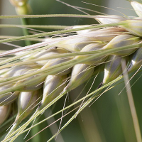 Kalászos szántóföldi vetőmagok a tavaszi vetési szezonra