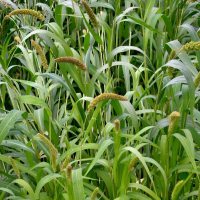 A mohar és a szudánifű szerepe a modern gazdálkodásban