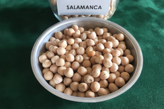 Tavaszi borsó vetőmagok széles választéka