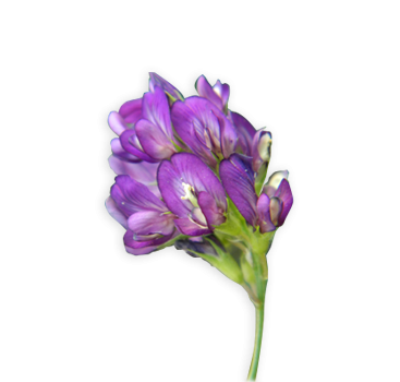 Milyen lucernát válasszunk?