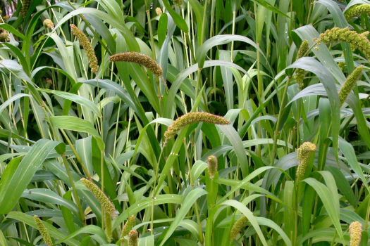 A mohar és a szudánifű szerepe a modern gazdálkodásban