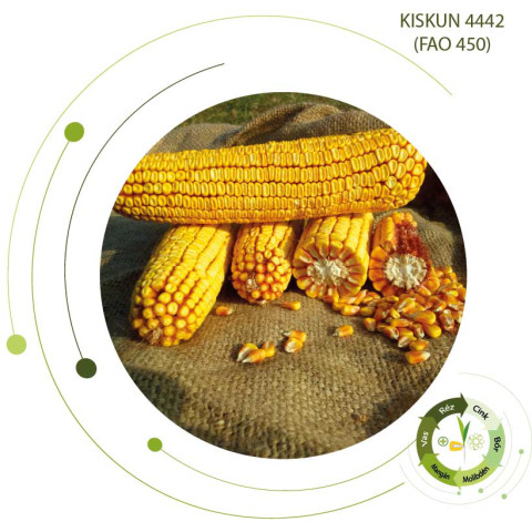01-kiskun-4442-kukorica.jpg